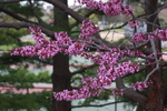 Image of Eastern Redbud